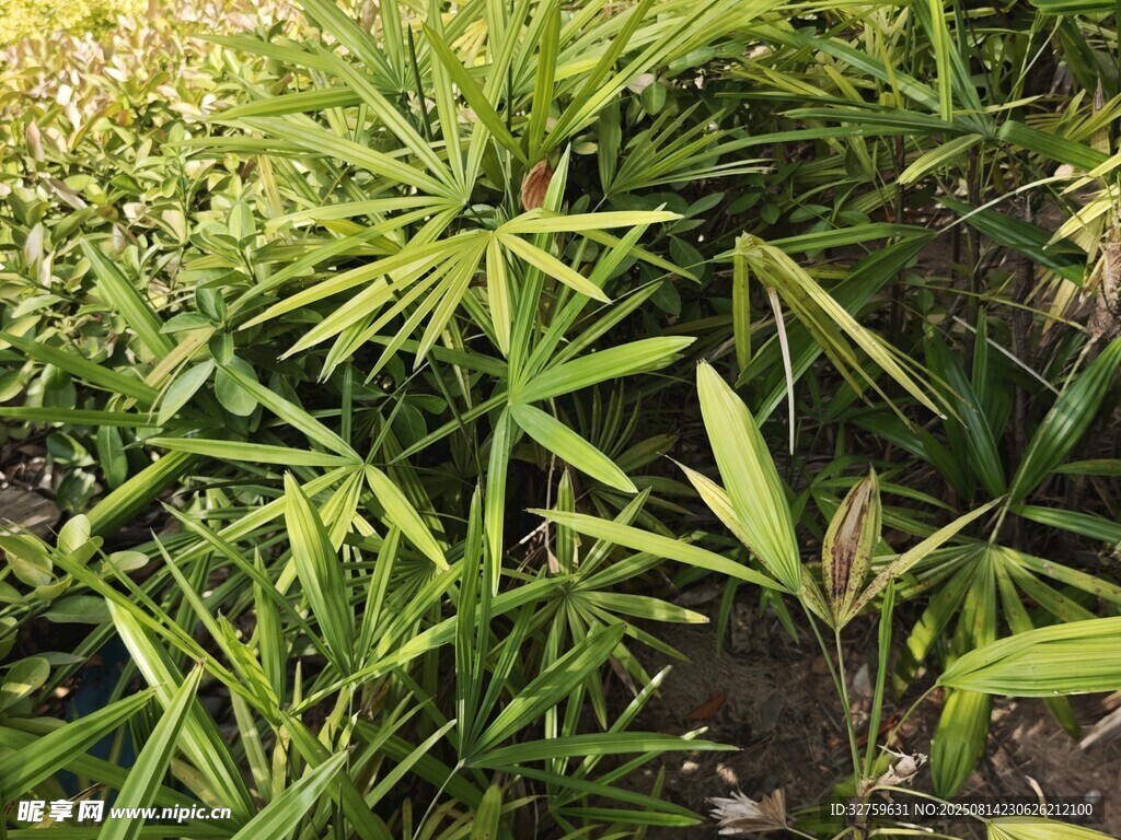 翠綠茂盛的植物景觀