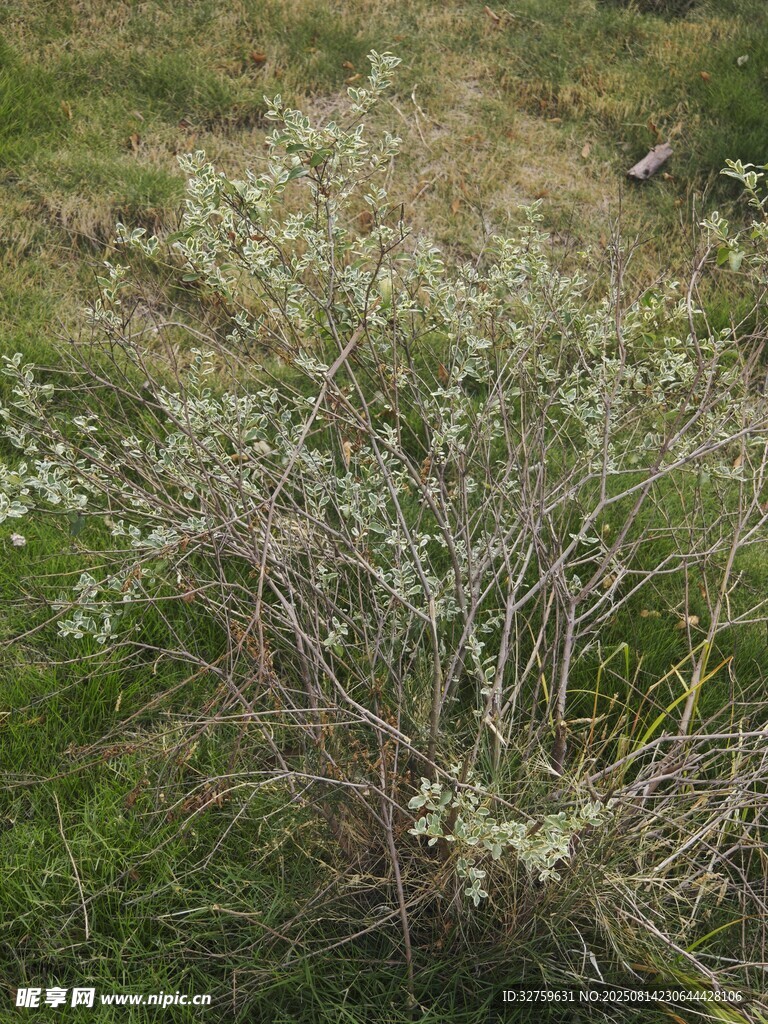 野外低矮帶花植物特寫