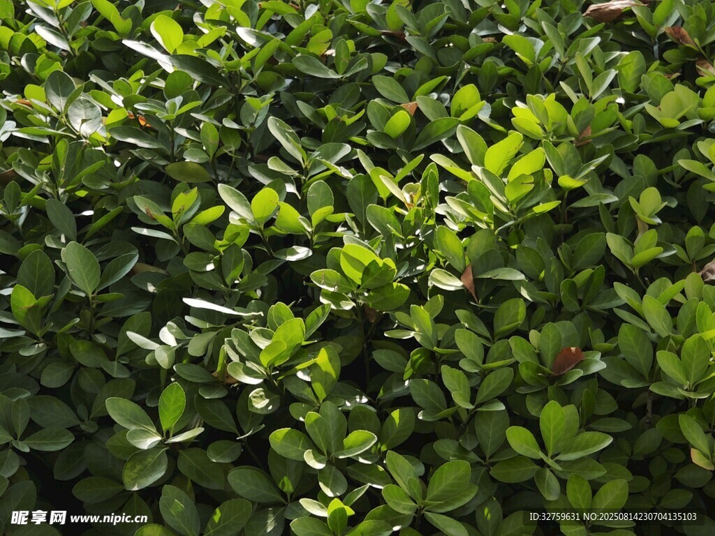 翠綠繁茂的灌木叢