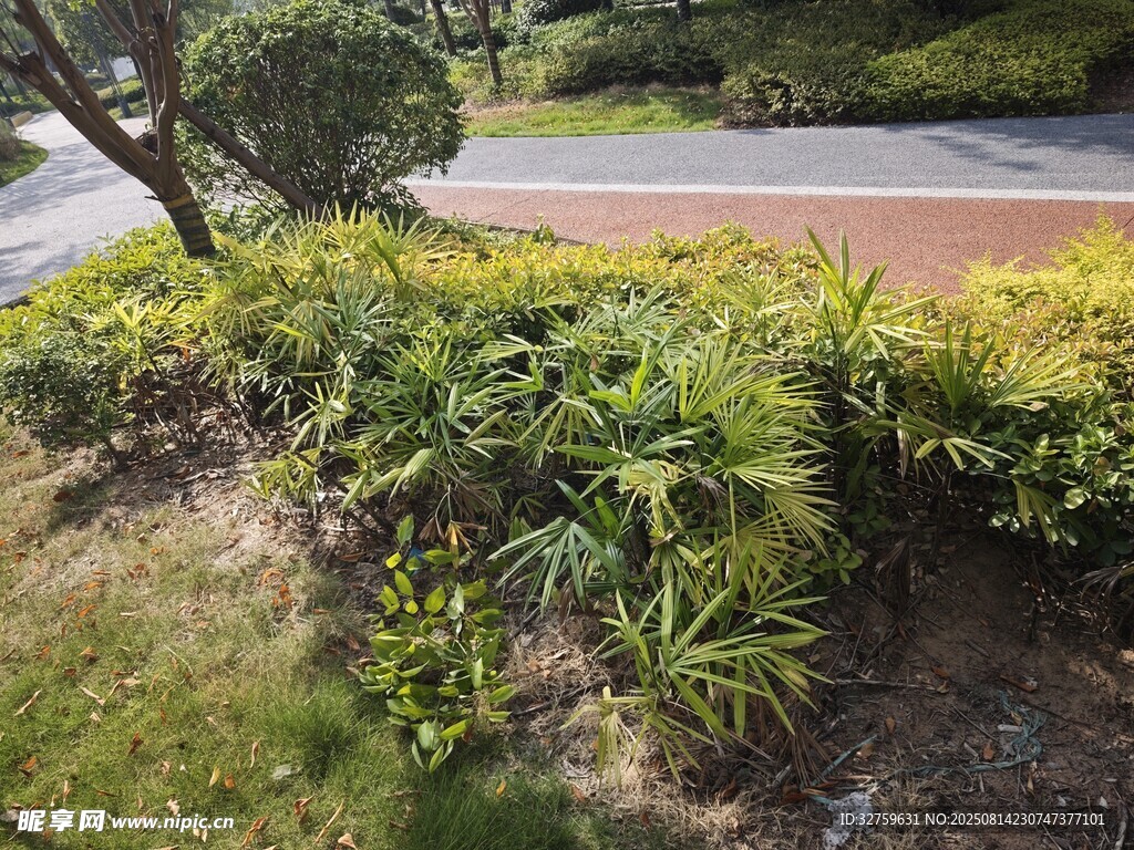 路邊綠植景觀