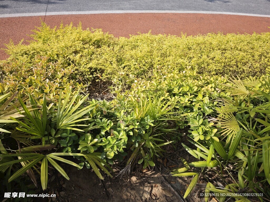 路邊綠色植物景觀