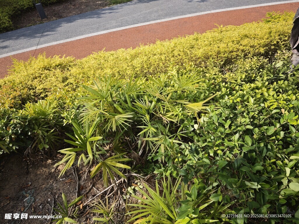 路邊繁茂綠植景觀