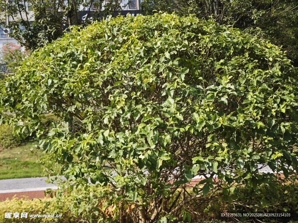 綠葉繁茂的圓形灌木