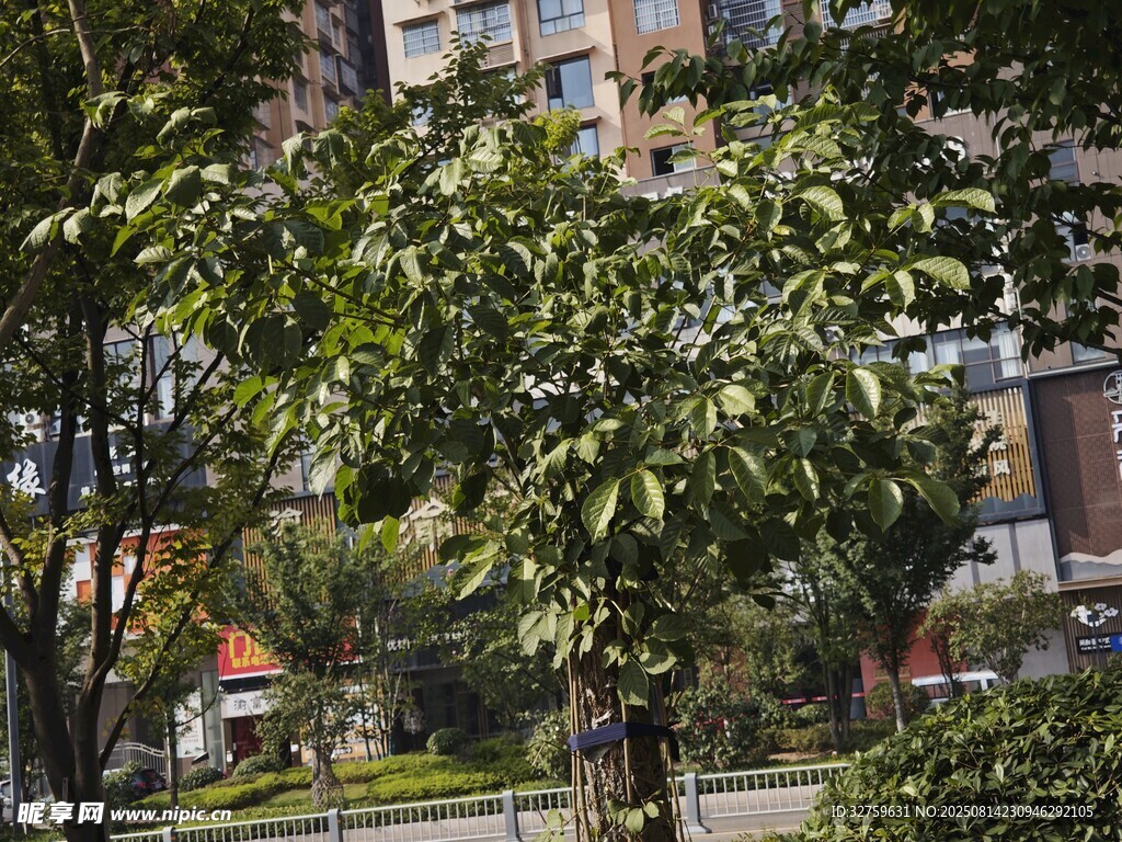 小區(qū)綠植景觀