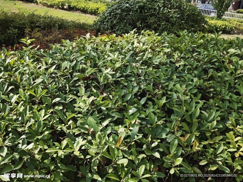 翠綠繁茂的灌木叢景觀