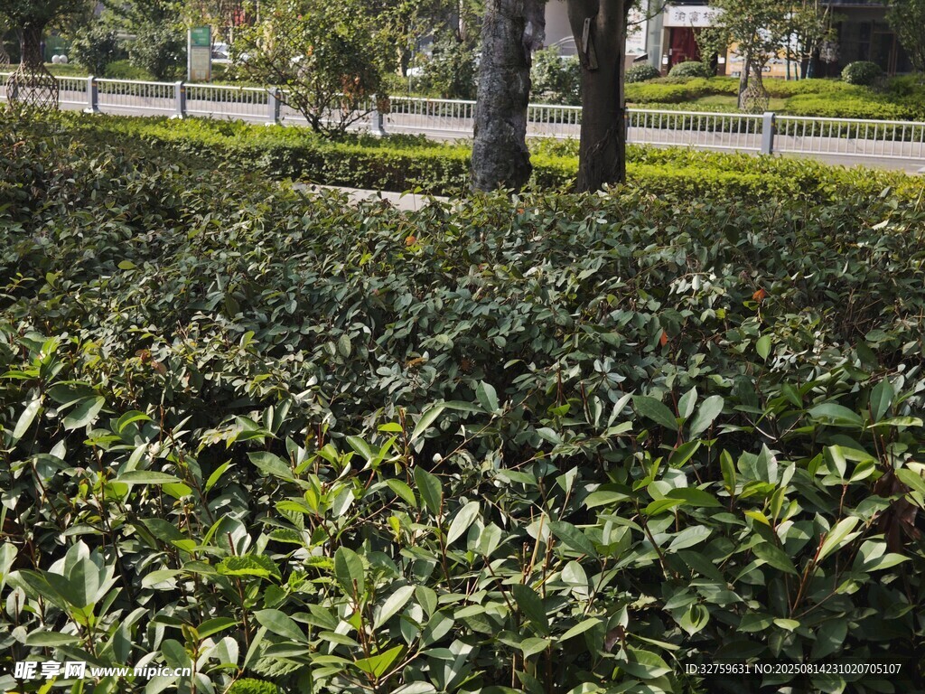 茶園綠植景觀