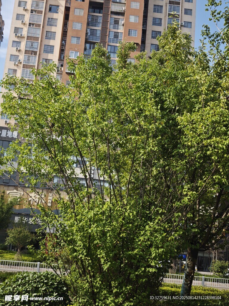 城市中蔥郁的綠樹景觀