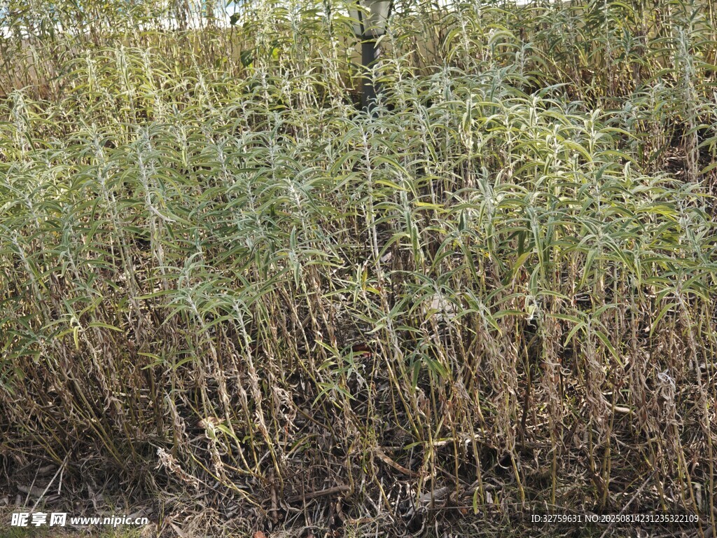 野外茂密植物景觀