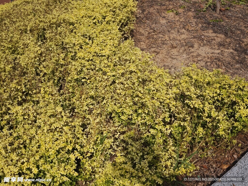 地面覆蓋的綠色植物景觀