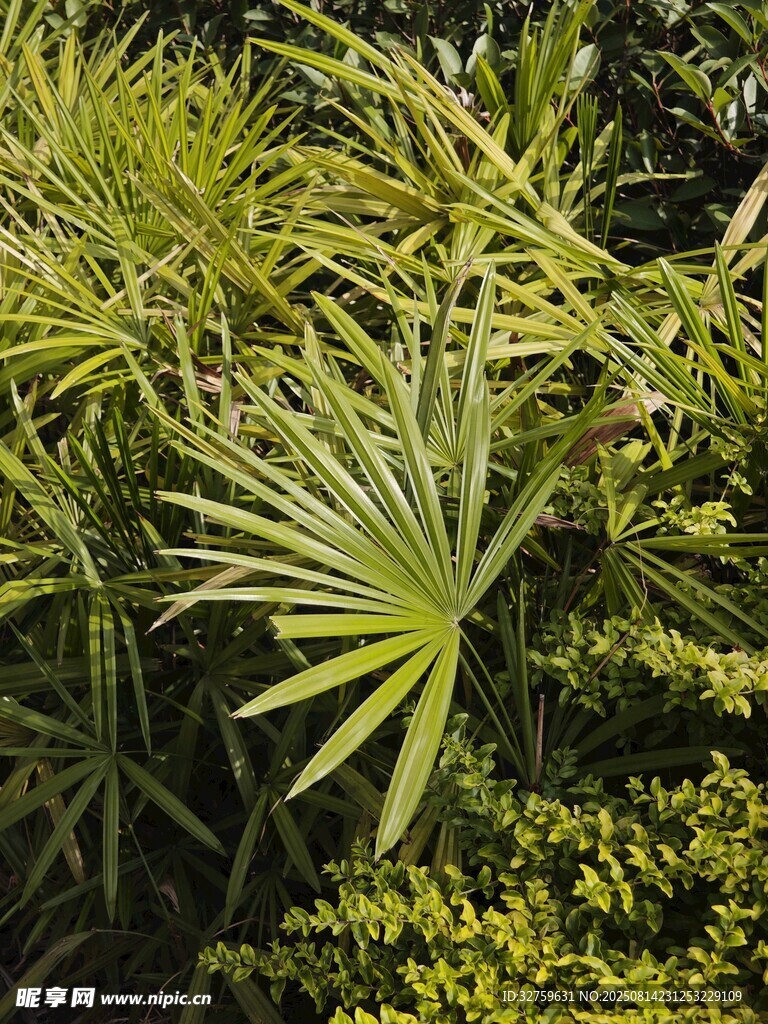 翠綠叢生的多樣植物