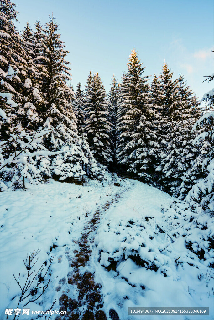 冬日雪覆山林小徑美景