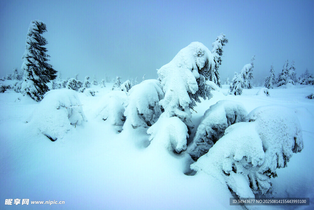 雪覆松林美景