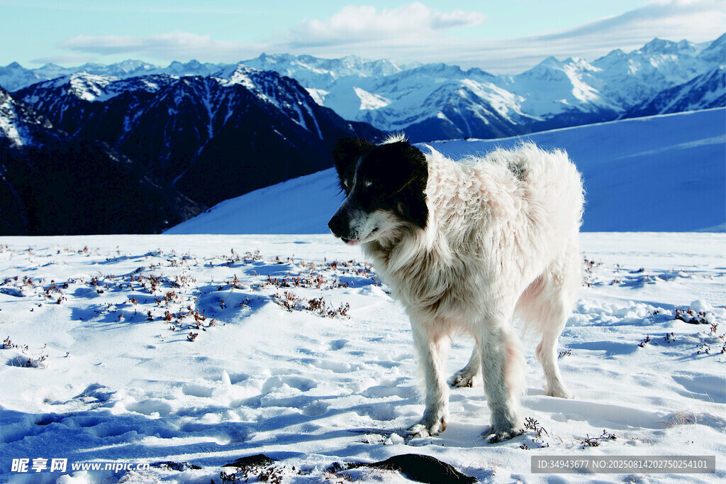 雪地中的牧羊犬