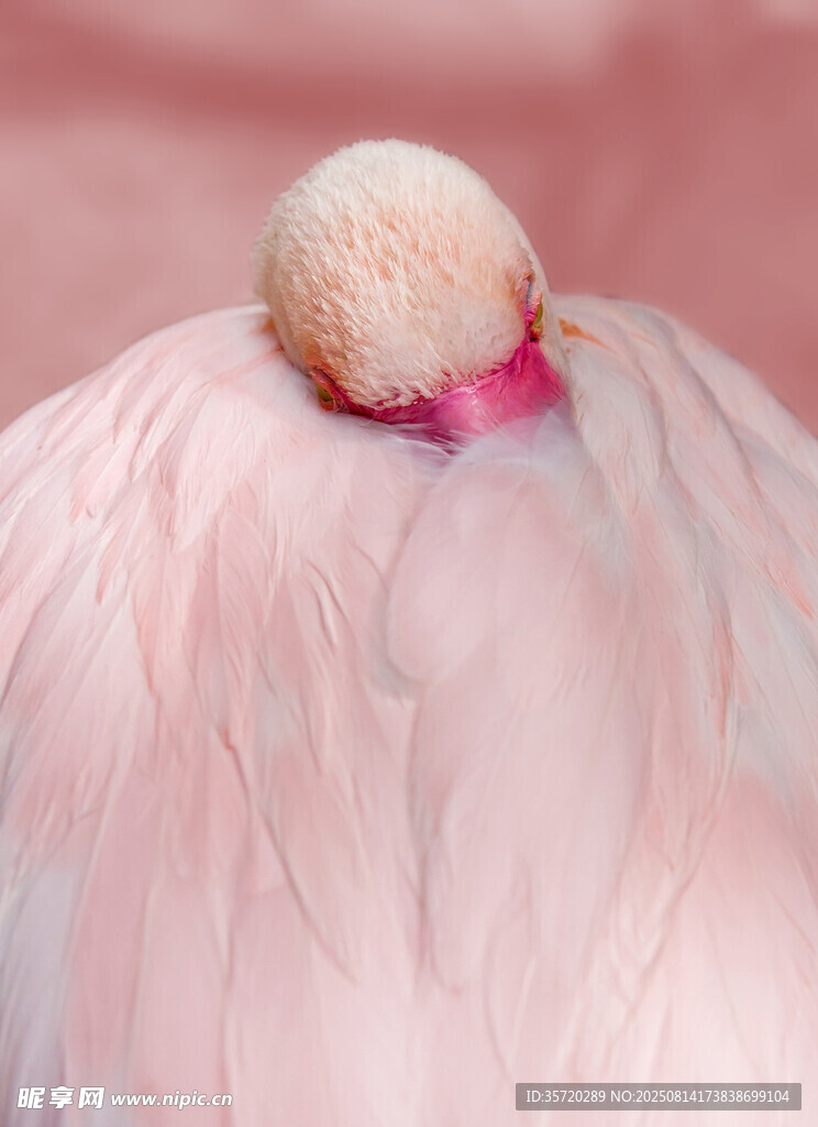 火烈鳥背上的可愛幼鳥