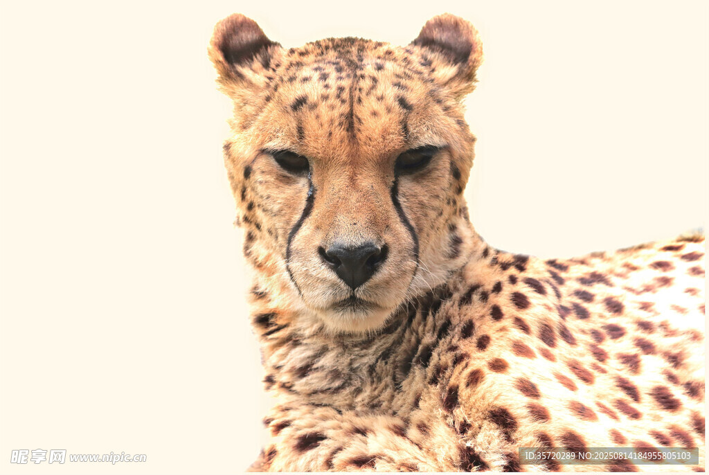 獵豹特寫
