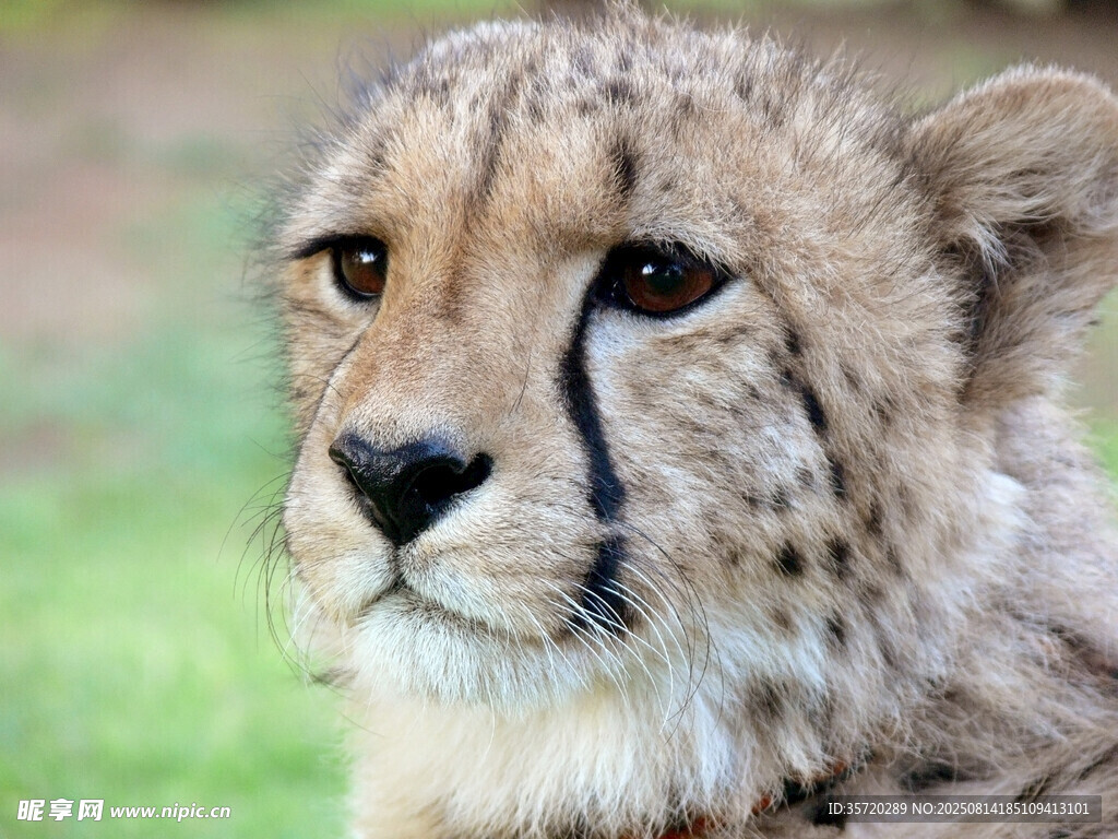 獵豹特寫
