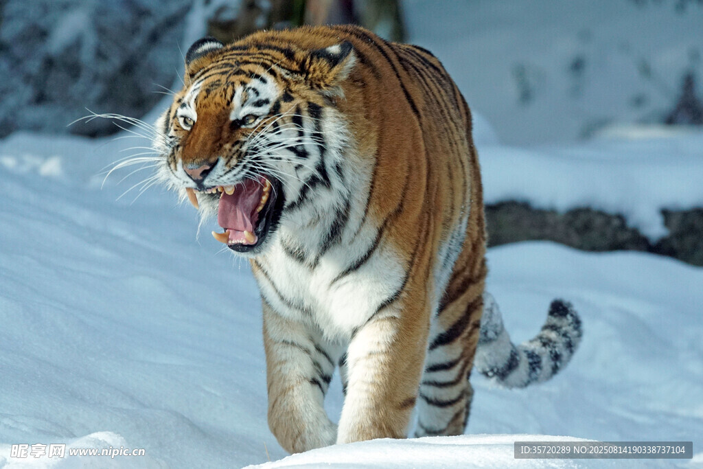 雪地中咆哮的威猛老虎