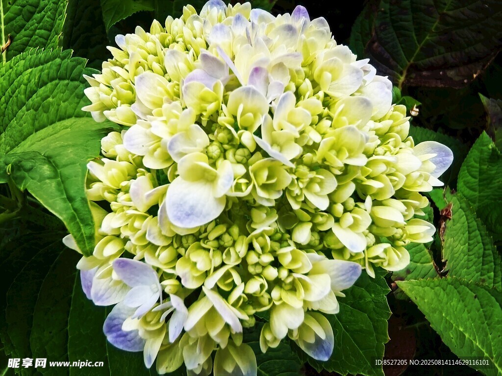 繡球花特寫(xiě)