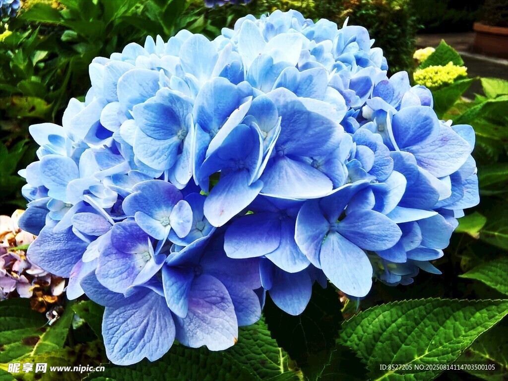 藍(lán)繡球花特寫
