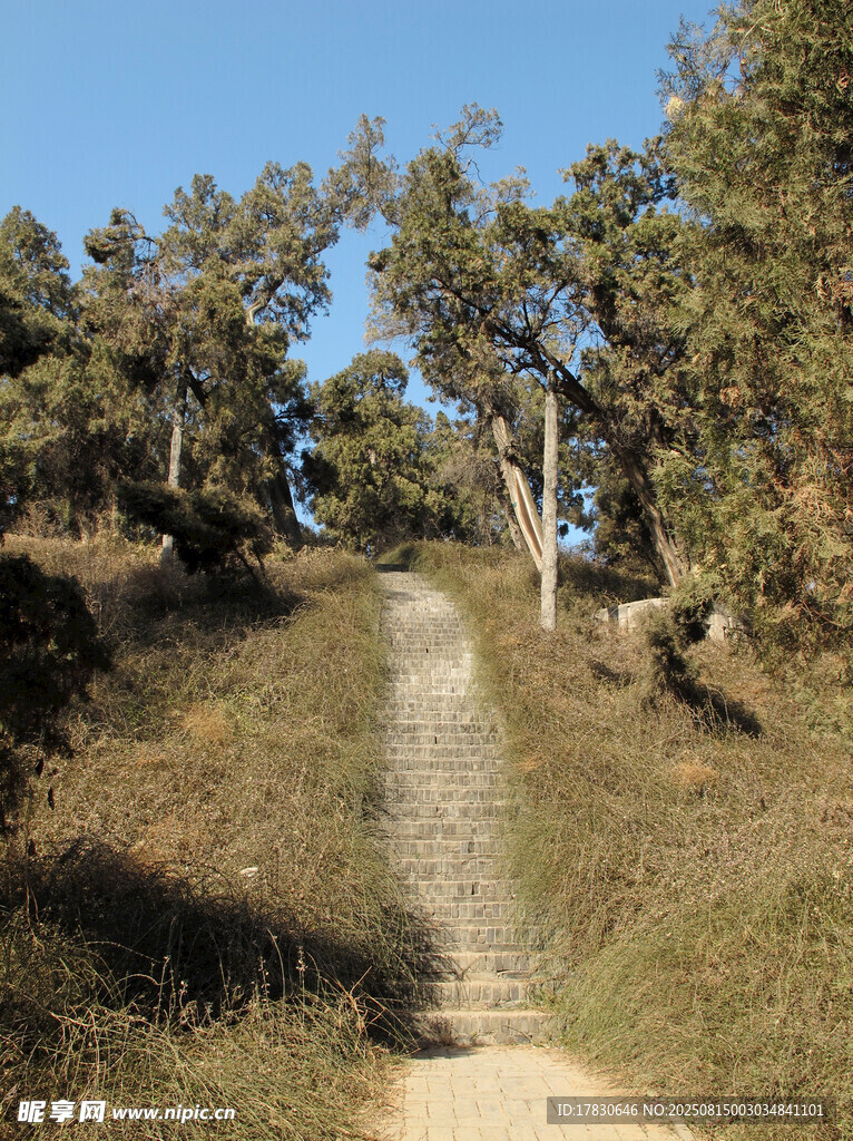 柏樹洛陽(yáng)漢光武帝