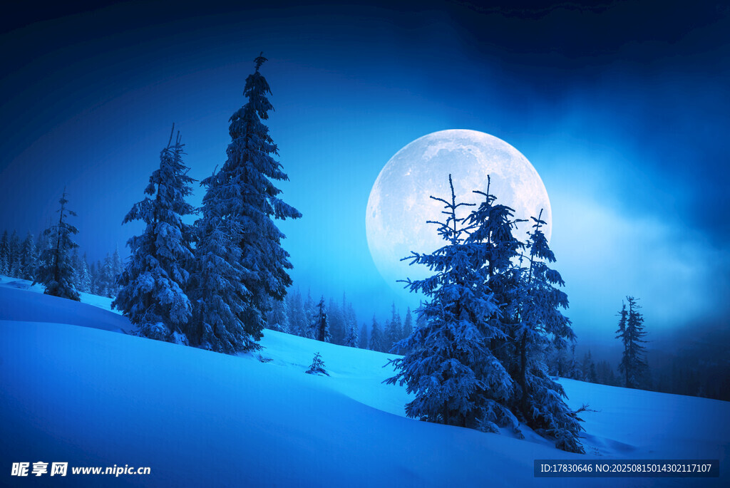 月夜雪景中的挺拔雪松