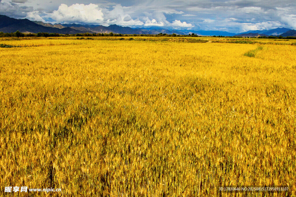 金黃麥田與遠(yuǎn)處山巒風(fēng)景