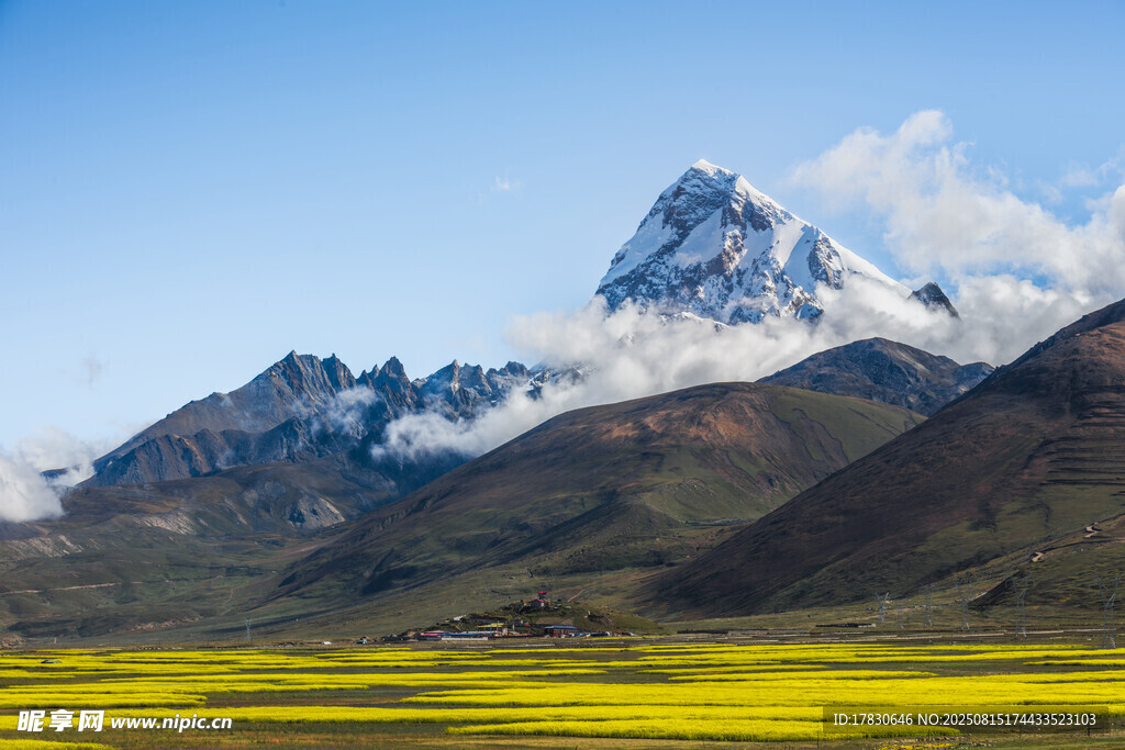 雪山下的金黃花海美景