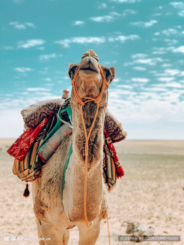 沙漠中的馱物駱駝