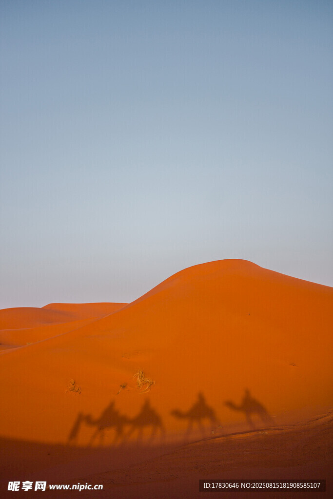 沙漠駝隊美景
