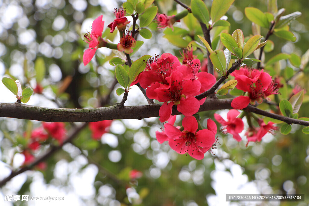 枝頭綻放的艷麗紅花朵