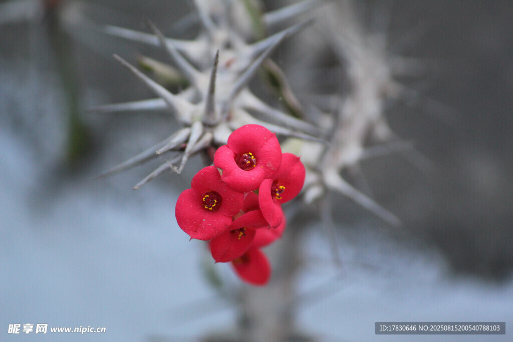 雪中綻放的紅刺花