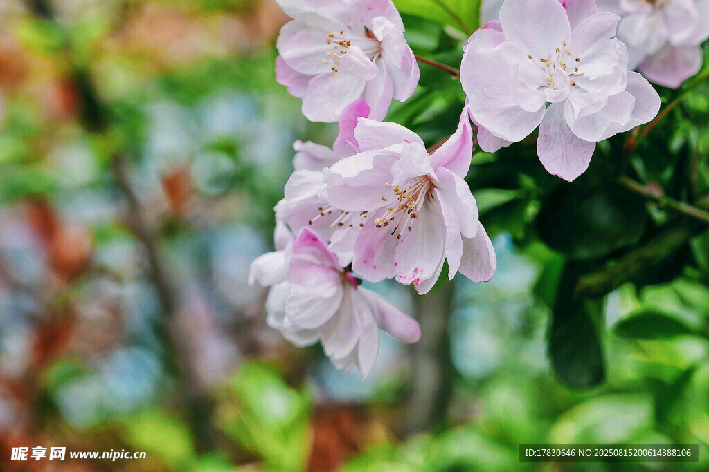 粉色薔薇花綻放