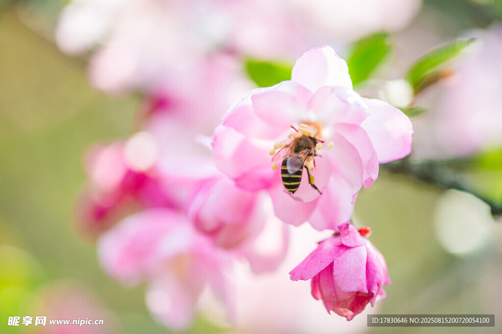 蜜蜂采蜜于粉嫩海棠花