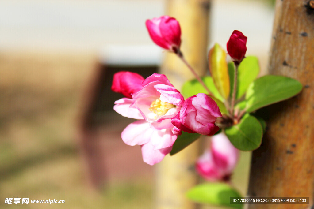 嬌艷蘋(píng)果花枝綻放