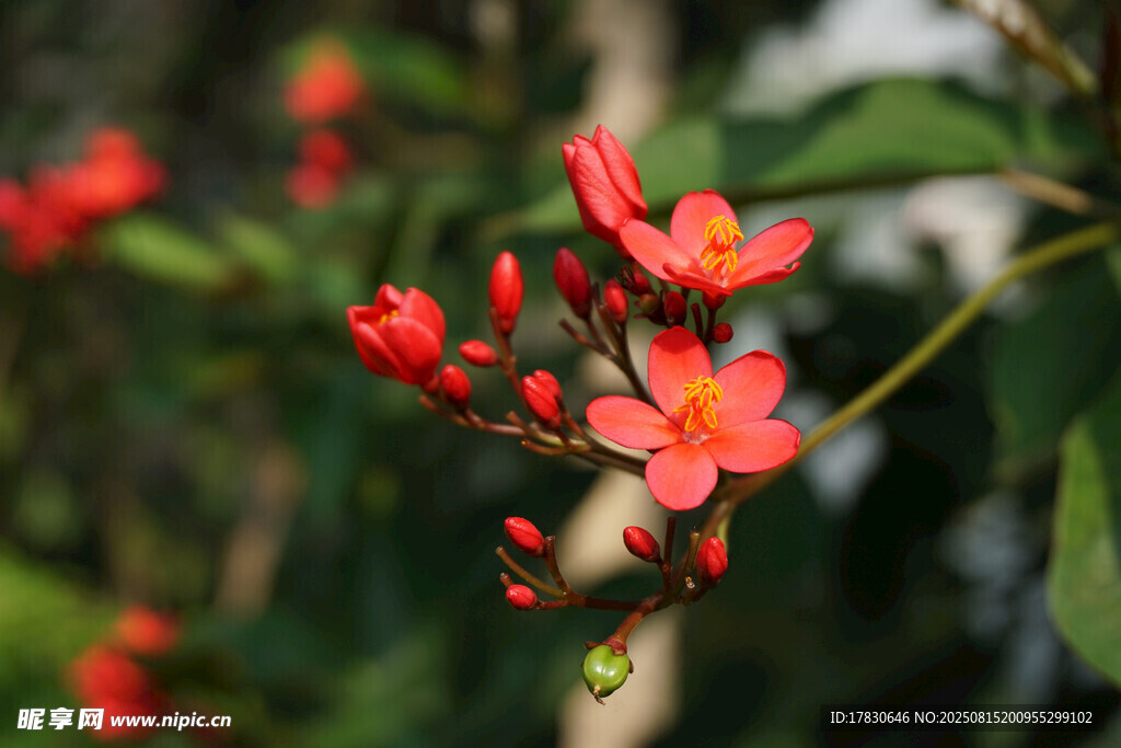 嬌艷綻放的紅色花卉