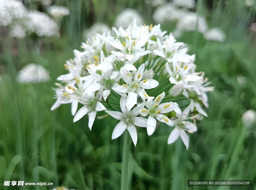 野韭菜花