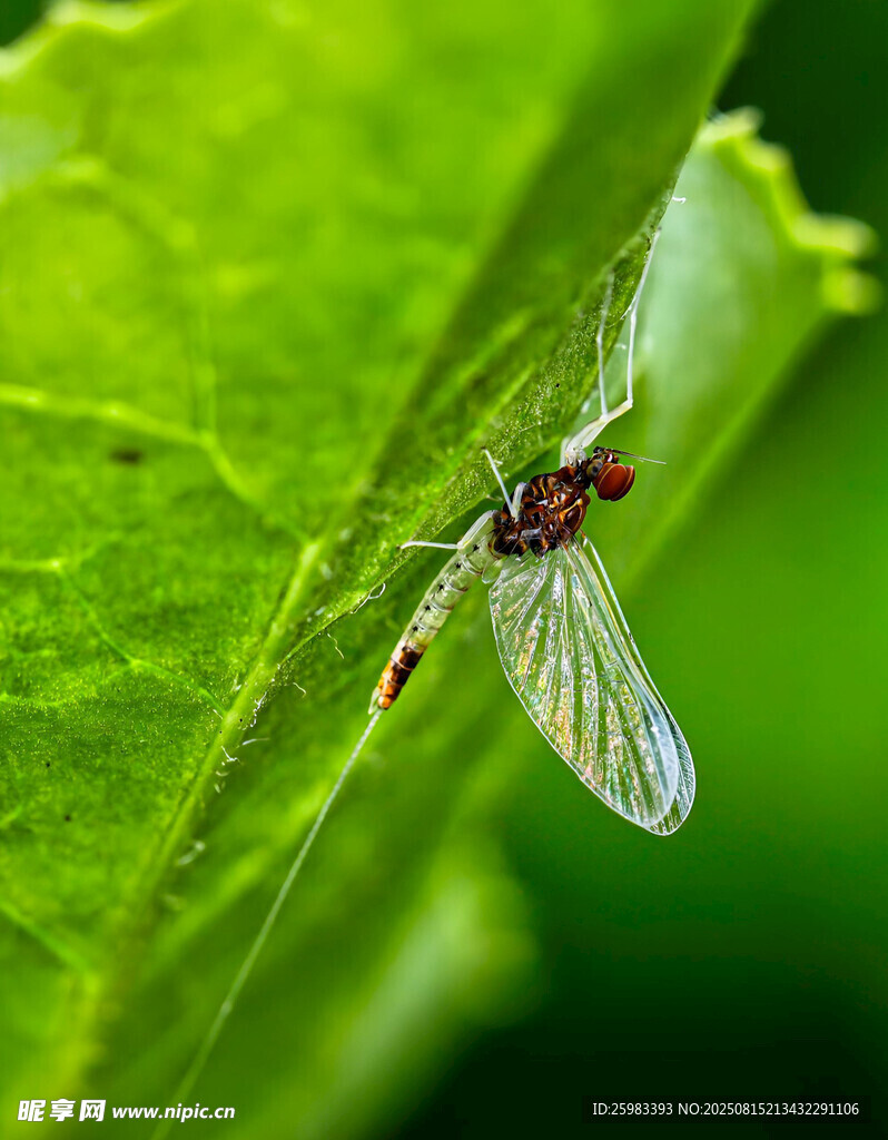 蜉蝣