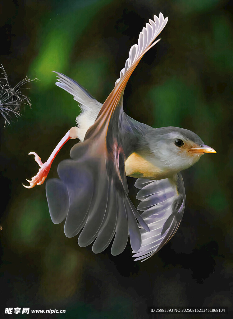 太陽鳥