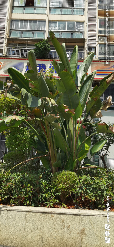 城市中的綠植景觀
