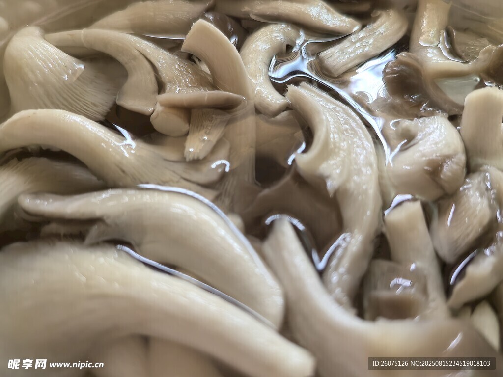 新鮮平菇特寫