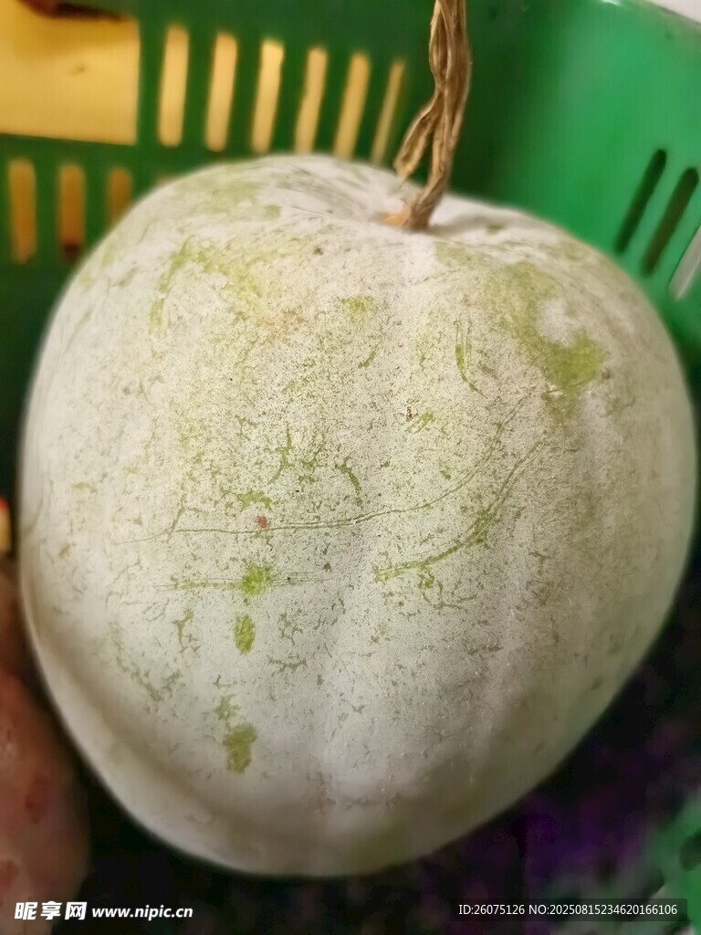 新鮮白冬瓜特寫