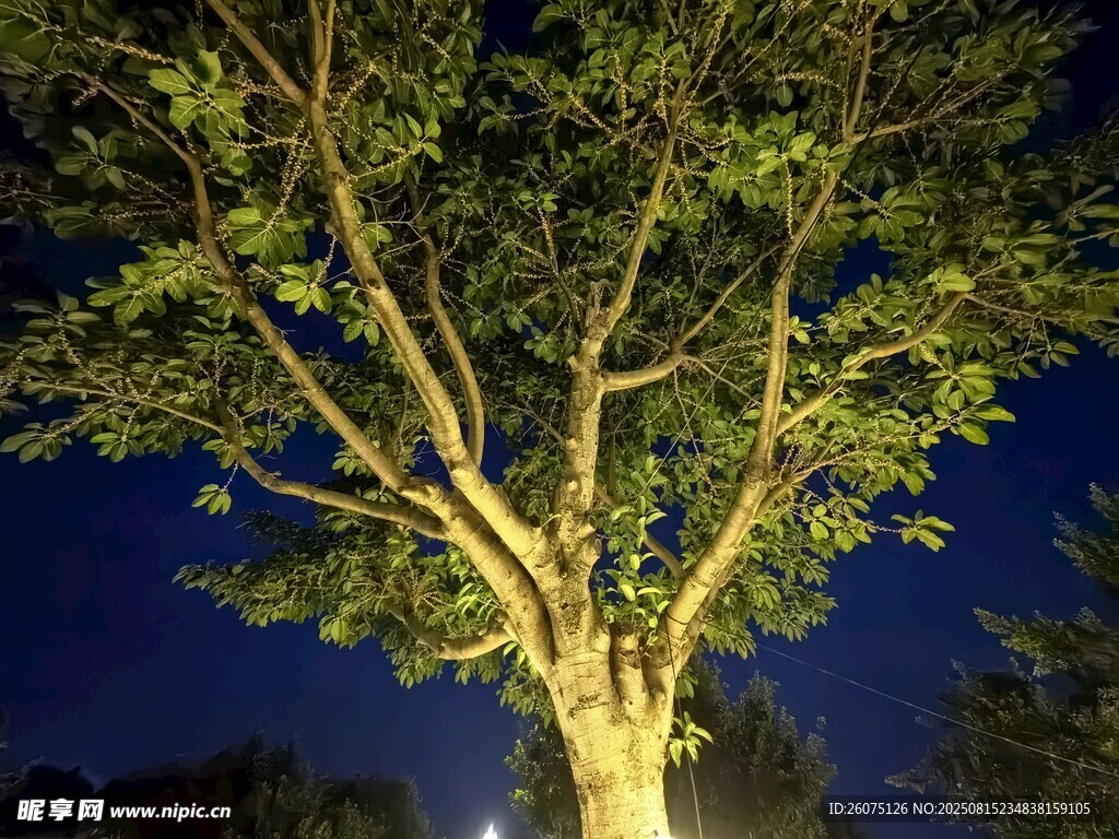 夜幕下的發(fā)光樹(shù)木