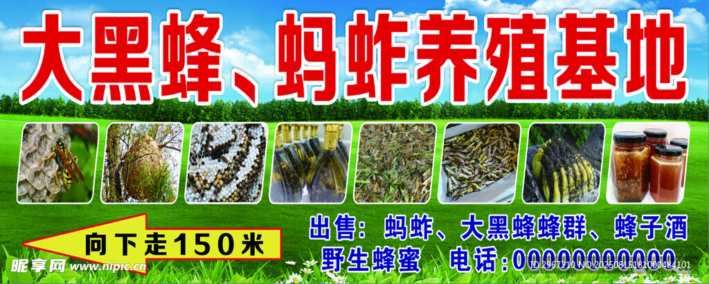 蜂子  螞蚱養(yǎng)殖