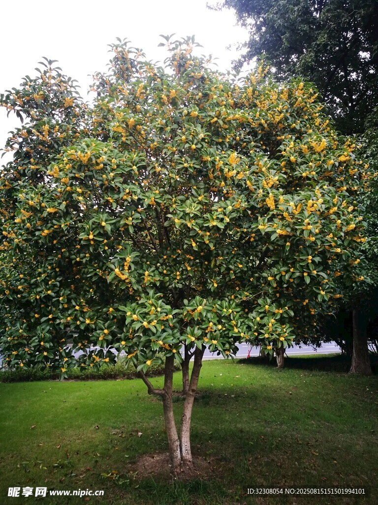 綠葉繁茂的公園樹木