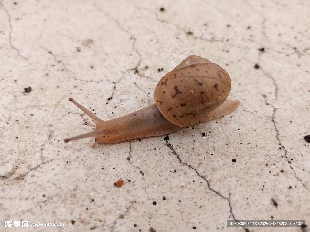 爬行的蝸牛