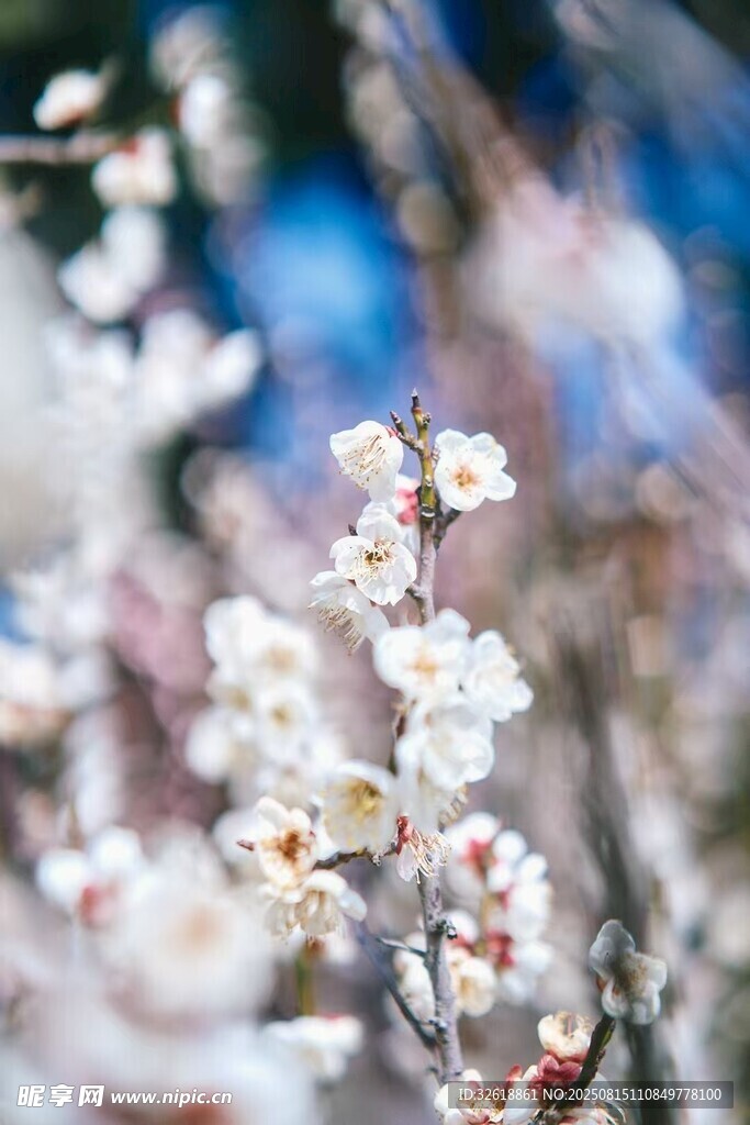 春日綻放的白色花朵