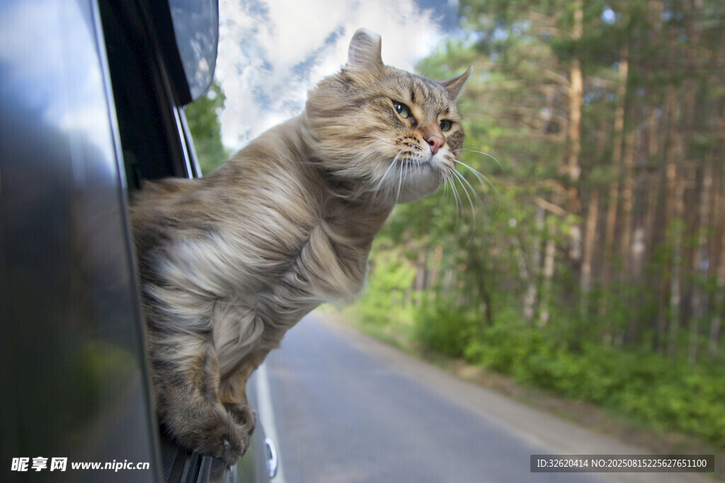 貓咪探身車窗外賞景