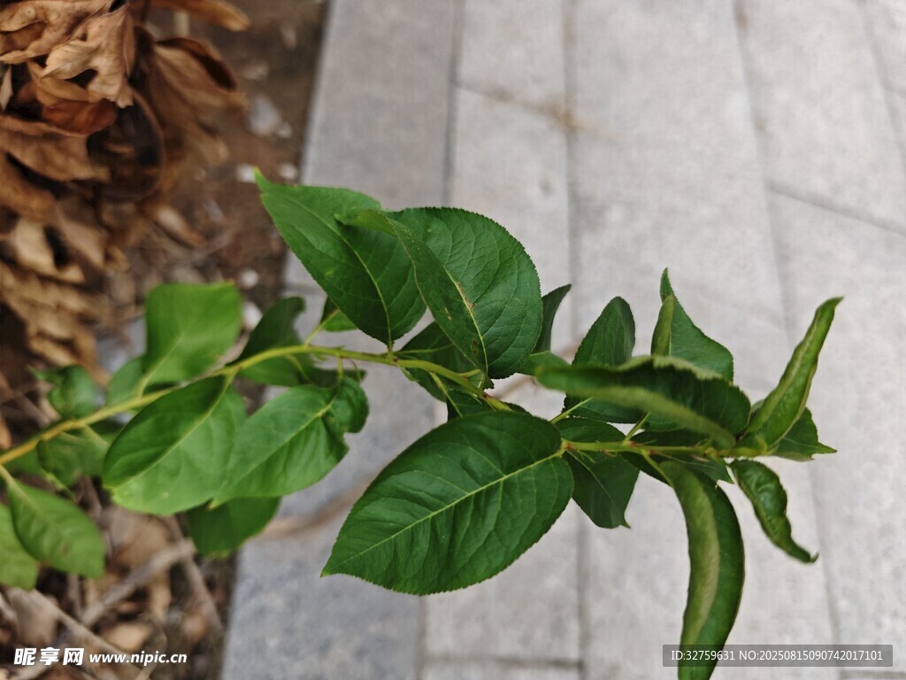嫩綠植物枝葉特寫