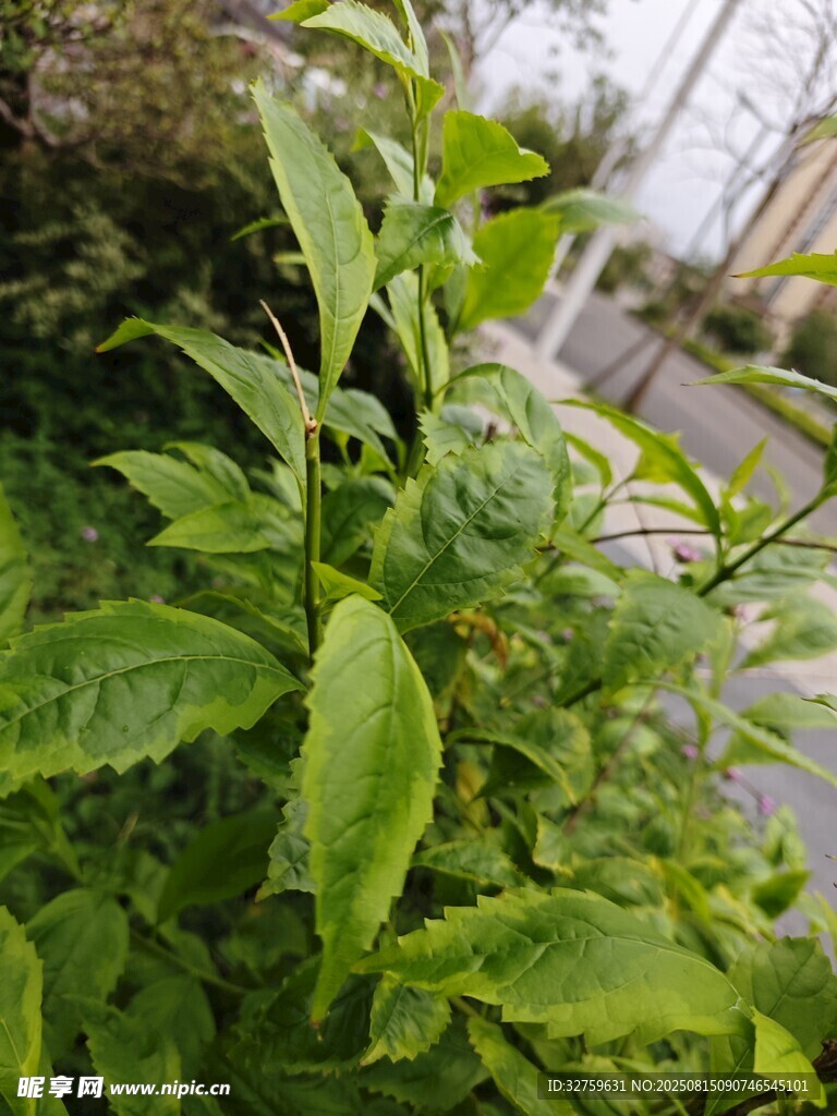 翠綠生機(jī)盎然的清新植物