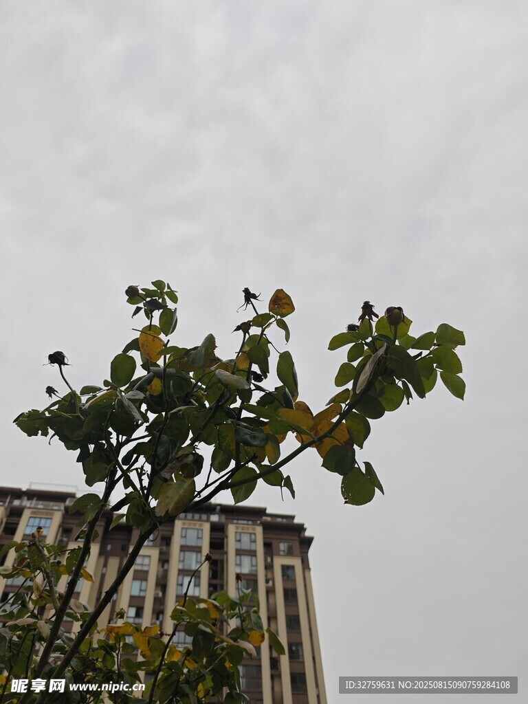 樹梢上的樓宇與天空